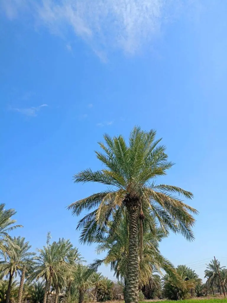 حصاد الأسبوع: أبرز الصور من العالم الإسلامي 44 IMG 20250411 225357 640