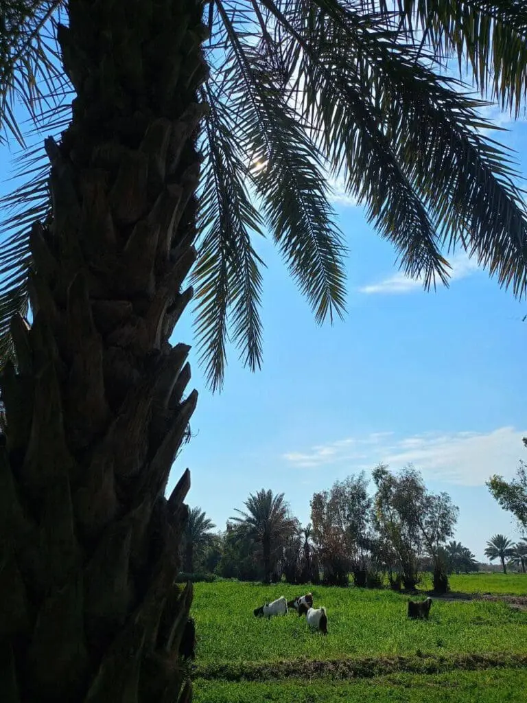 حصاد الأسبوع: أبرز الصور من العالم الإسلامي 37 IMG 20250411 225358 259