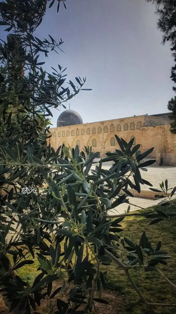 ٢٠٢٥٠٧٢٦ ٠٢٤٢٣١