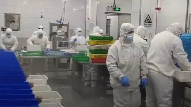 Uyghur workers Sanko Douyin Outlaw Ocean Project.f27a7f