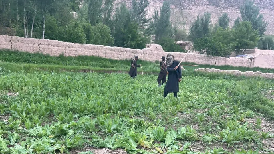 السلطات الأفغانية تدمر عشر أفدنة من حقول الخشخاش بولاية بغلان 2 تخریب مزرعه ی خشخاش در بغلان