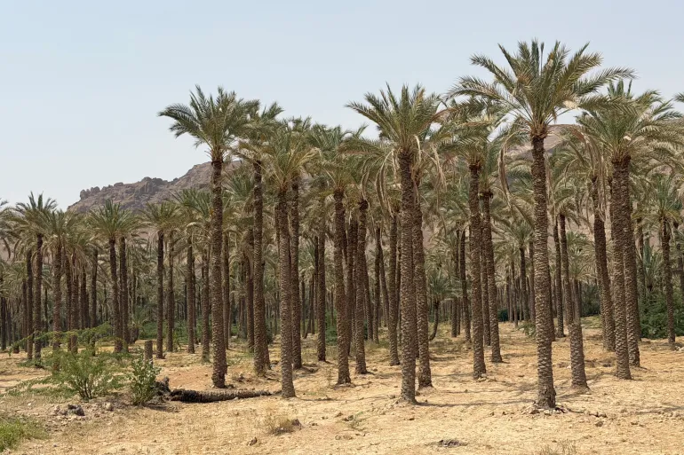 تمور حضرموت.. شريان حياة لمزارعين يمنيين تحاصرهم الحرب والفقر 2 image