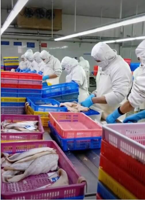 الإيغور يجبرون على العمل القسري في مصانع معالجة المأكولات البحرية العالمية 2 Ian Urbina seafood factory Uygurs 2