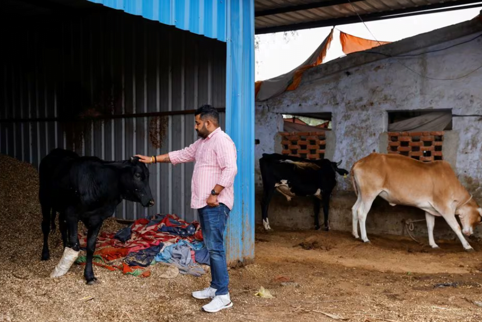 حراس الأبقار اليمينيون المتطرفون في الهند يعززون نفوذهم قبل الانتخابات عالية المخاطر 1 Capture1