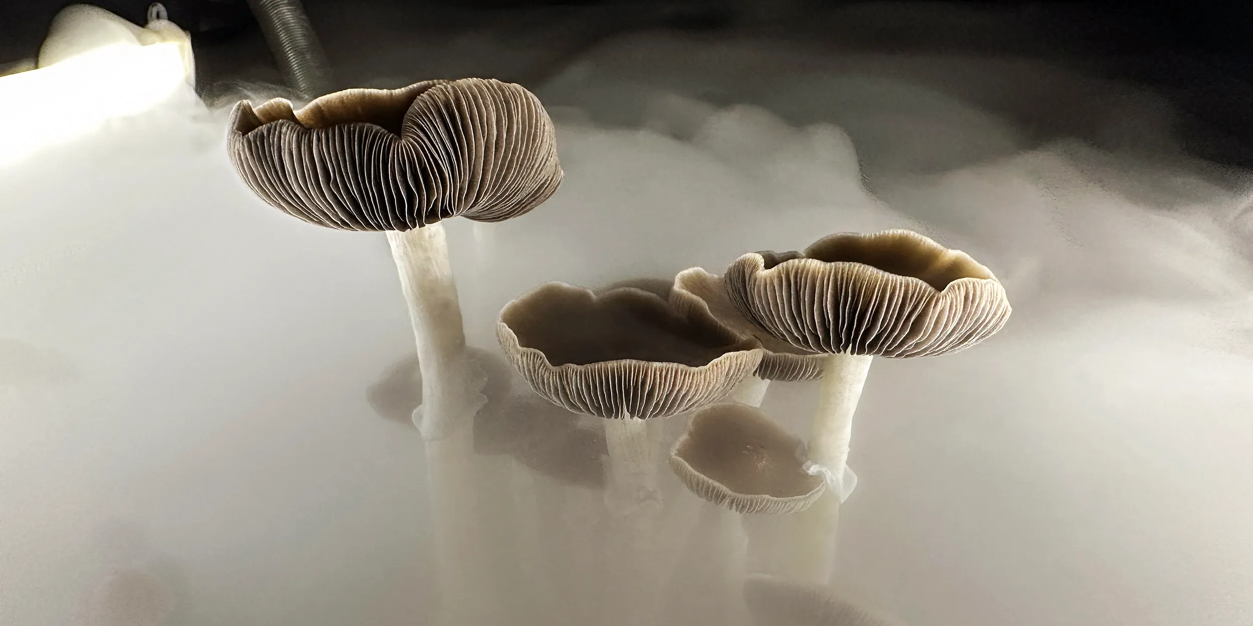 الكونغرس يدفع الأبحاث الثورية حول العلاجات المخدرة للجيش 1 GettyImages 1576465368 ndaa magic mushroom
