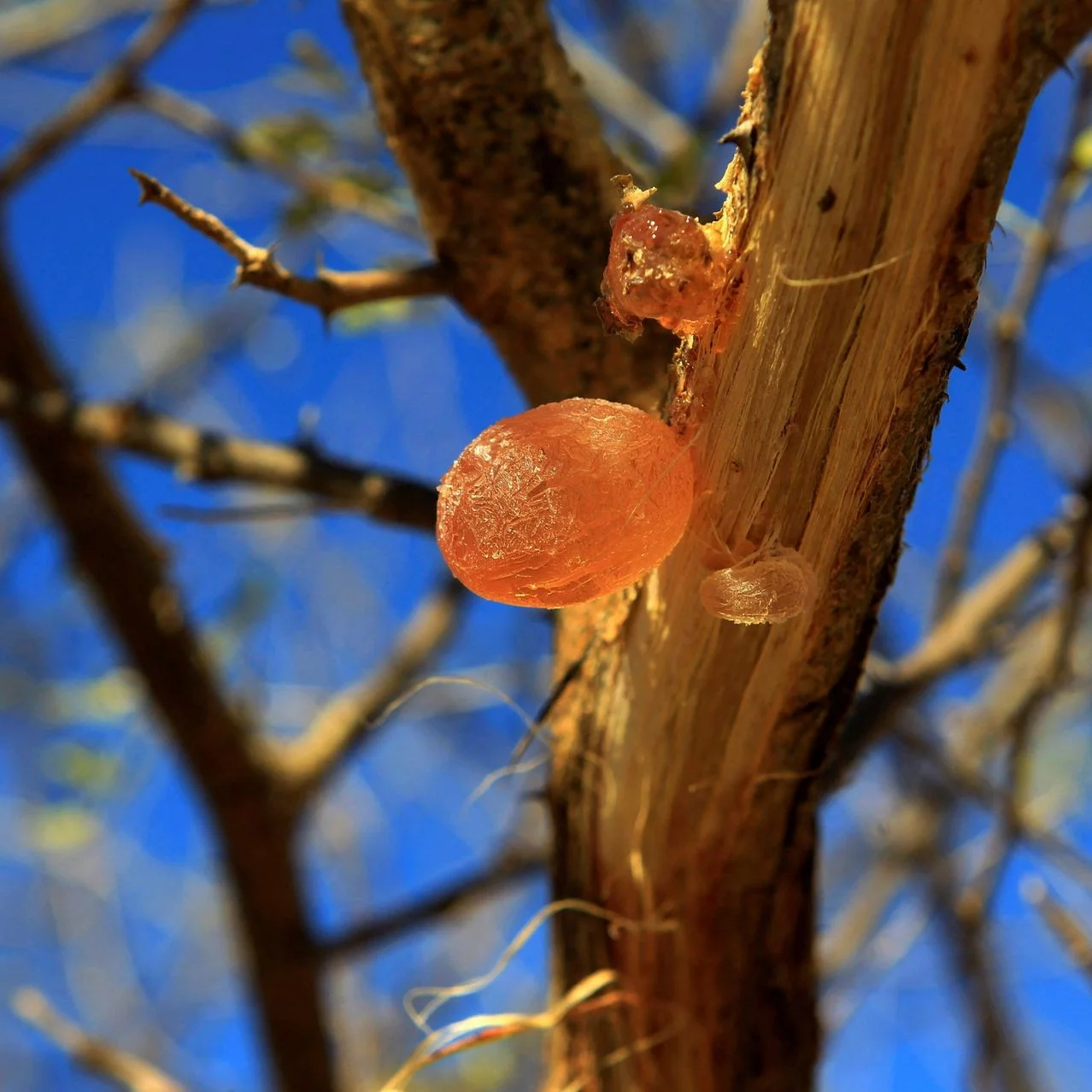 كيف تمول المشروبات الغازية والشوكولاتة والعلكة الحرب في السودان؟ 60 كيف تمول المشروبات الغازية والشوكولاتة والعلكة الحرب في السودان؟