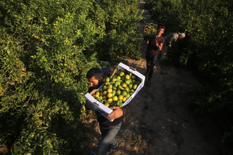 كيف دمرت "إسرائيل" قدرة غزة على إطعام نفسها؟ 10 GettyImages 1244575009 1719310731