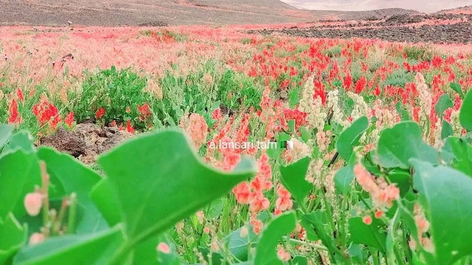 حصاد الأسبوع: أبرز الصور من العالم الإسلامي 108 1000124051