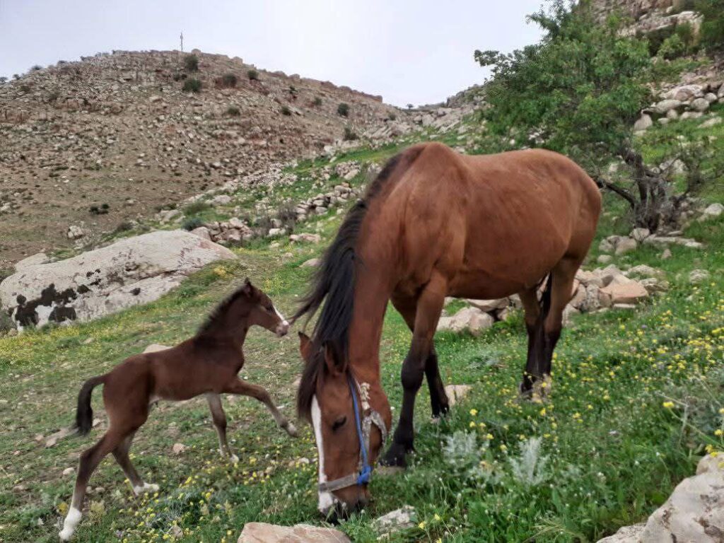 حصاد الأسبوع: أبرز الصور من العالم الإسلامي 106 photo 2025 02 07 17 46 16
