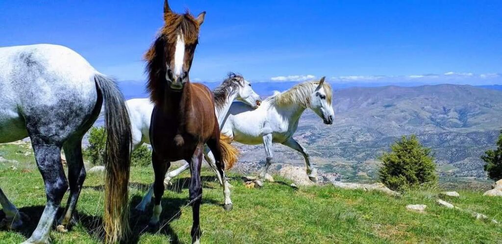 حصاد الأسبوع: أبرز الصور من العالم الإسلامي 103 photo 2025 02 07 17 46 26