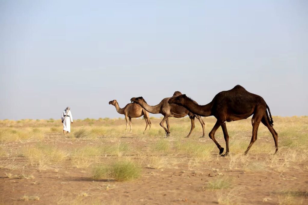 حصاد الأسبوع: أبرز الصور من العالم الإسلامي 26 IMG 20250315 060039 691