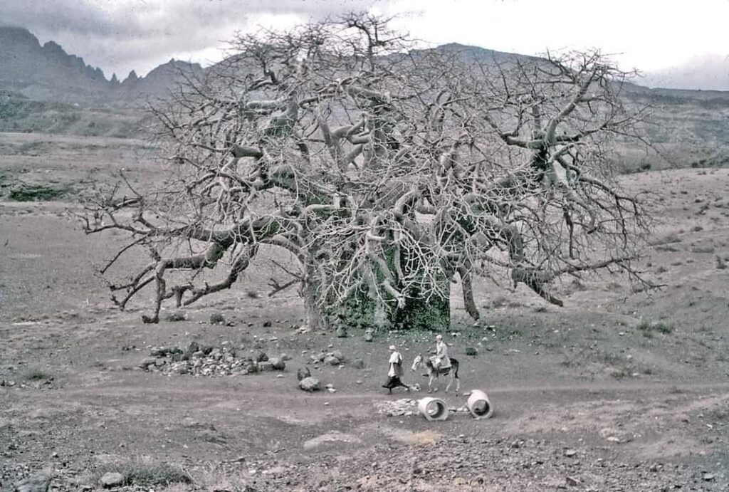 حصاد الأسبوع: أبرز الصور من العالم الإسلامي 26 IMG 20250425 233041 461