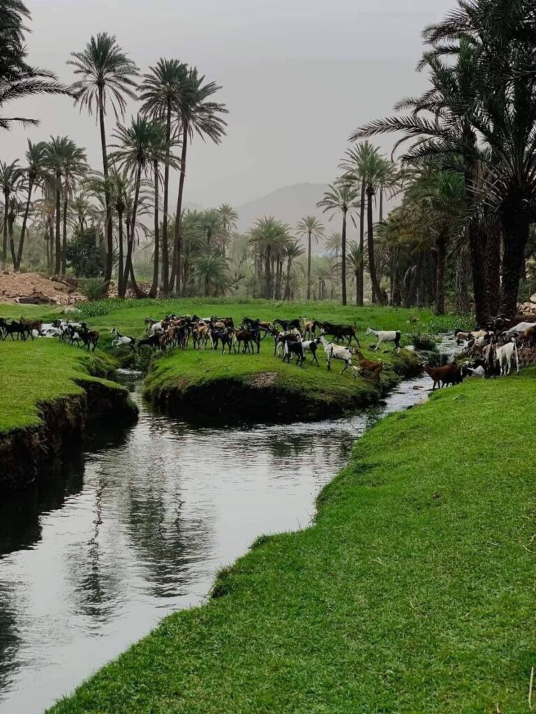 حصاد الأسبوع: أبرز الصور من العالم الإسلامي 37 IMG 20250509 213019 005
