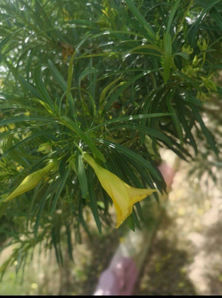 حصاد الأسبوع: أبرز الصور من العالم الإسلامي 35 photo 2025 06 20 23 23 07