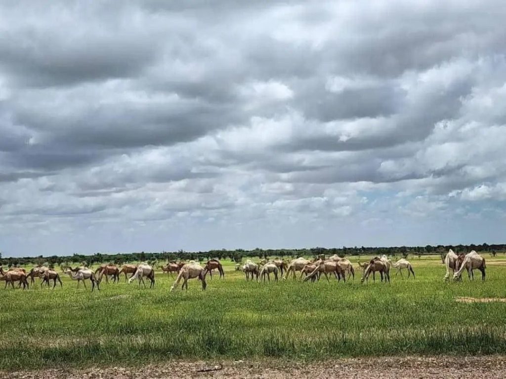 حصاد الأسبوع: أبرز الصور من العالم الإسلامي 56 IMG 20250711 224055 368