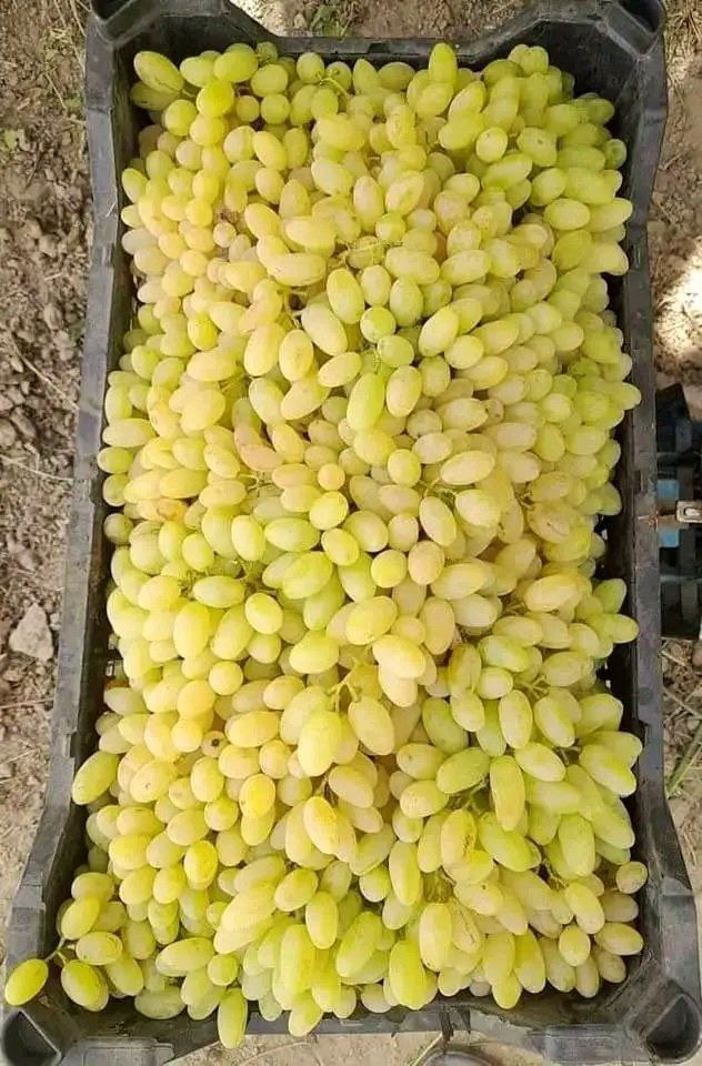 حصاد الأسبوع: أبرز الصور من العالم الإسلامي 52 IMG 20250711 224227 766 1