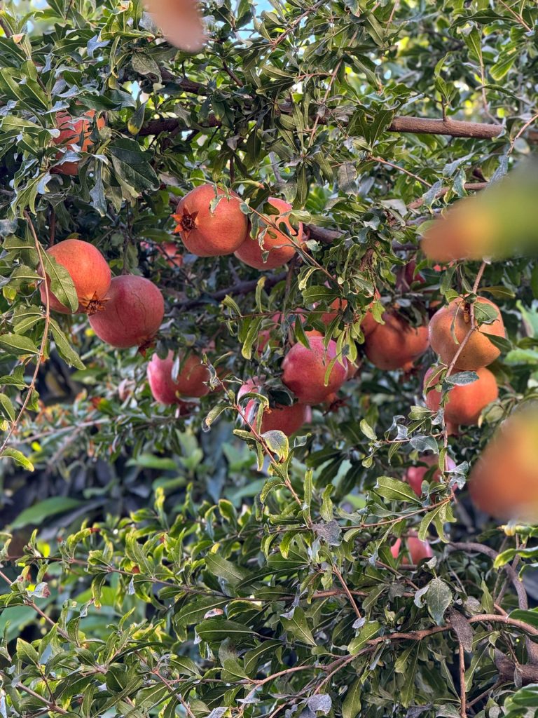 حصاد الأسبوع: أبرز الصور من العالم الإسلامي 15 photo 2025 11 07 23 12 06