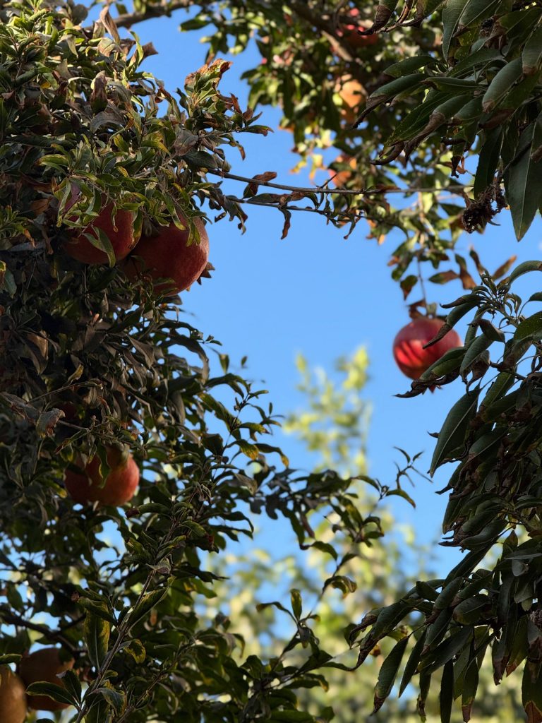 حصاد الأسبوع: أبرز الصور من العالم الإسلامي 14 photo 2025 11 07 23 12 12