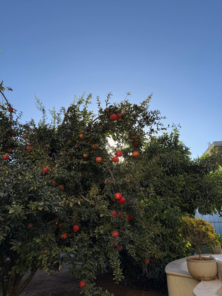 حصاد الأسبوع: أبرز الصور من العالم الإسلامي 13 photo 2025 11 07 23 12 17