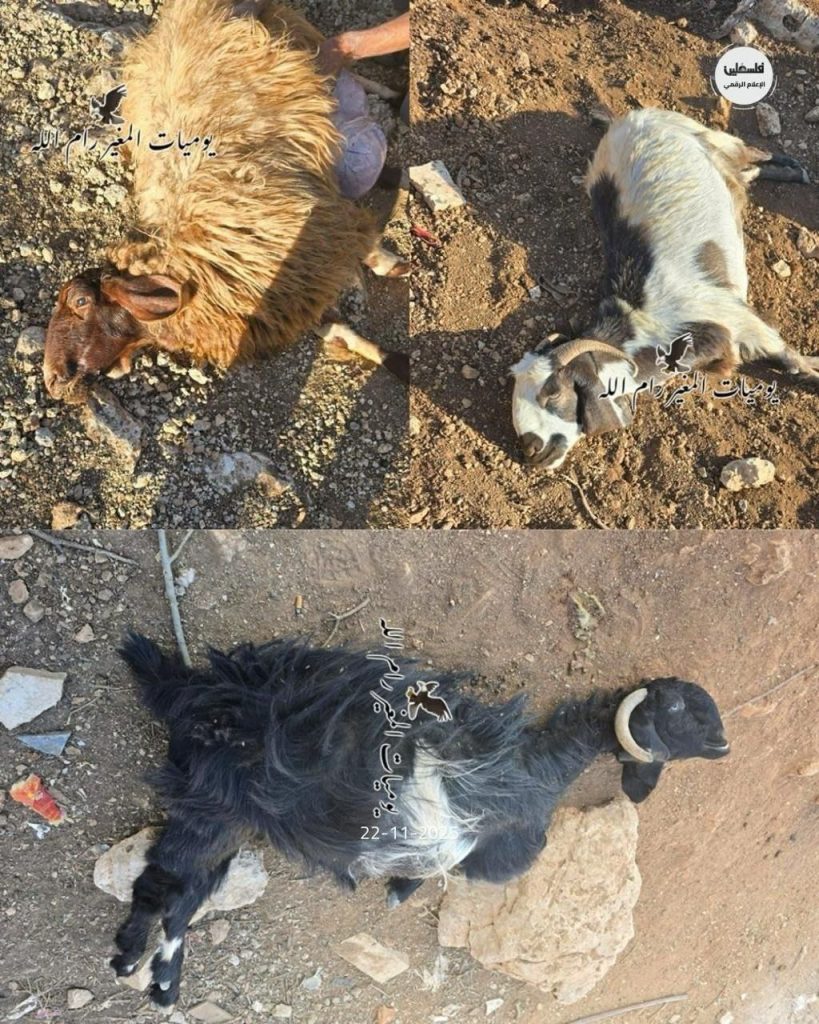 photo 2025 11 29 09 22 36