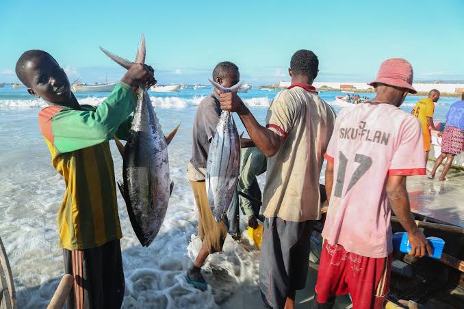 تركيا تتجه للهيمنة على قطاع الصيد في الصومال 2 تركيا تتجه للهيمنة على قطاع الصيد في الصومال