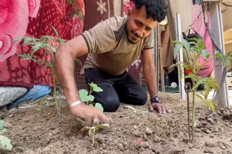 الزراعة تحت الحصار.. مزارعو غزة يحولون محيط الخيام إلى حقول صغيرة لمواجهة الجوع 12 Screenshot 2026 07 07 at 1.47.19 PM 1783421360